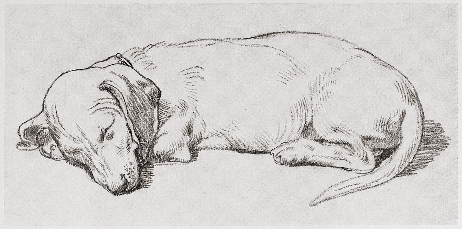 Schlafender Dachshund