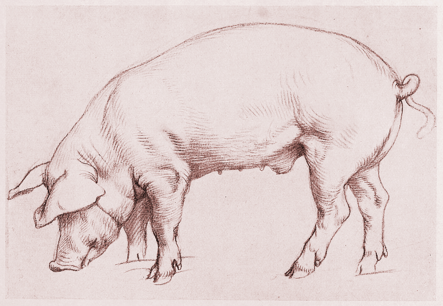 Schwein