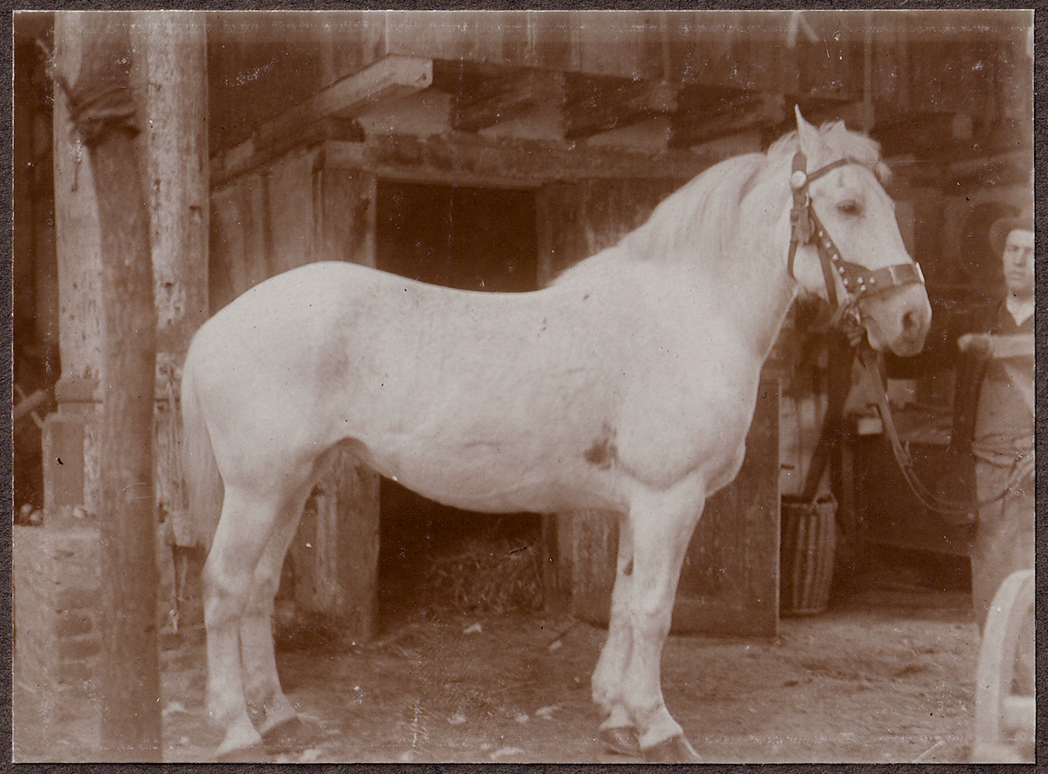 Pferd